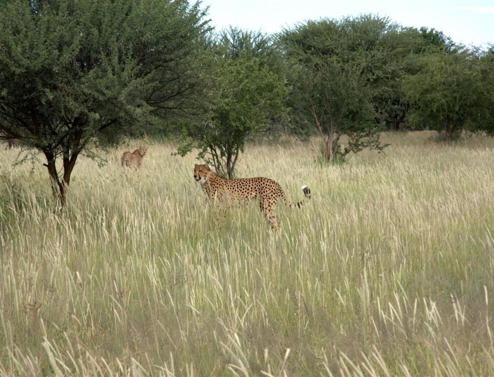 فيلا Mokuti Etosha ناموتوني المظهر الخارجي الصورة