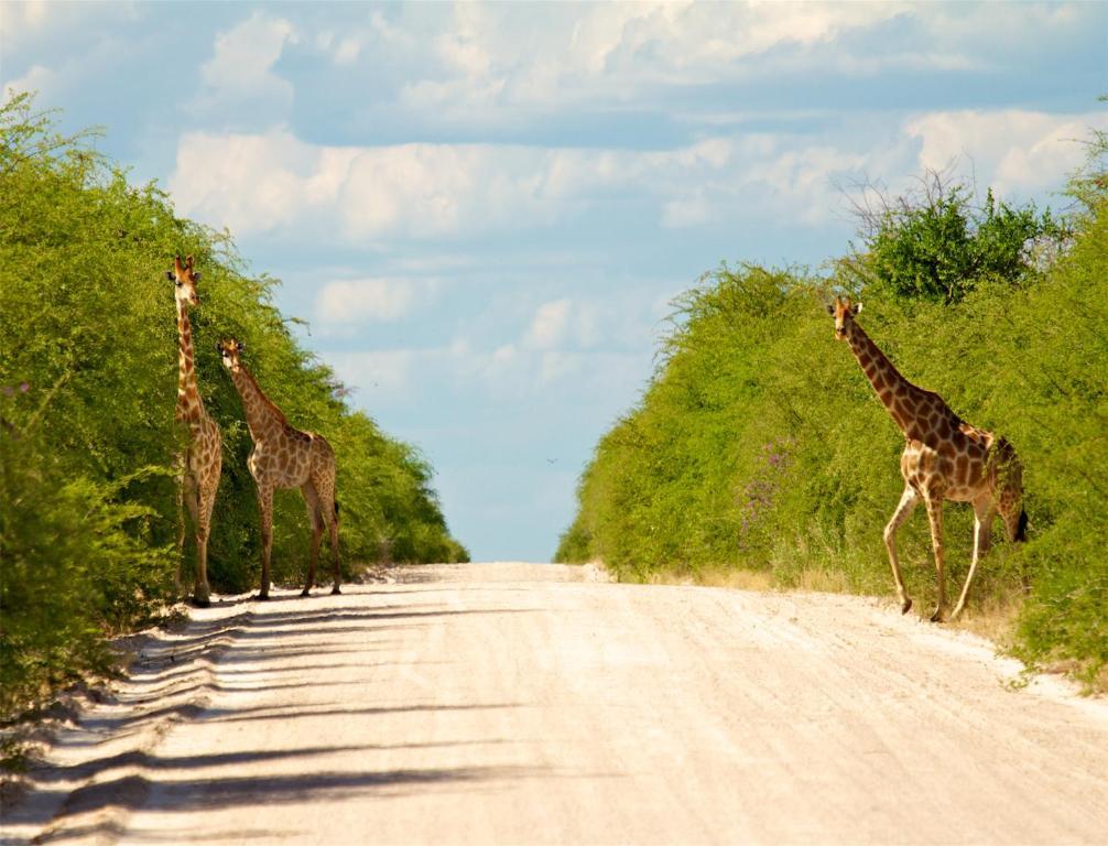 فيلا Mokuti Etosha ناموتوني المظهر الخارجي الصورة