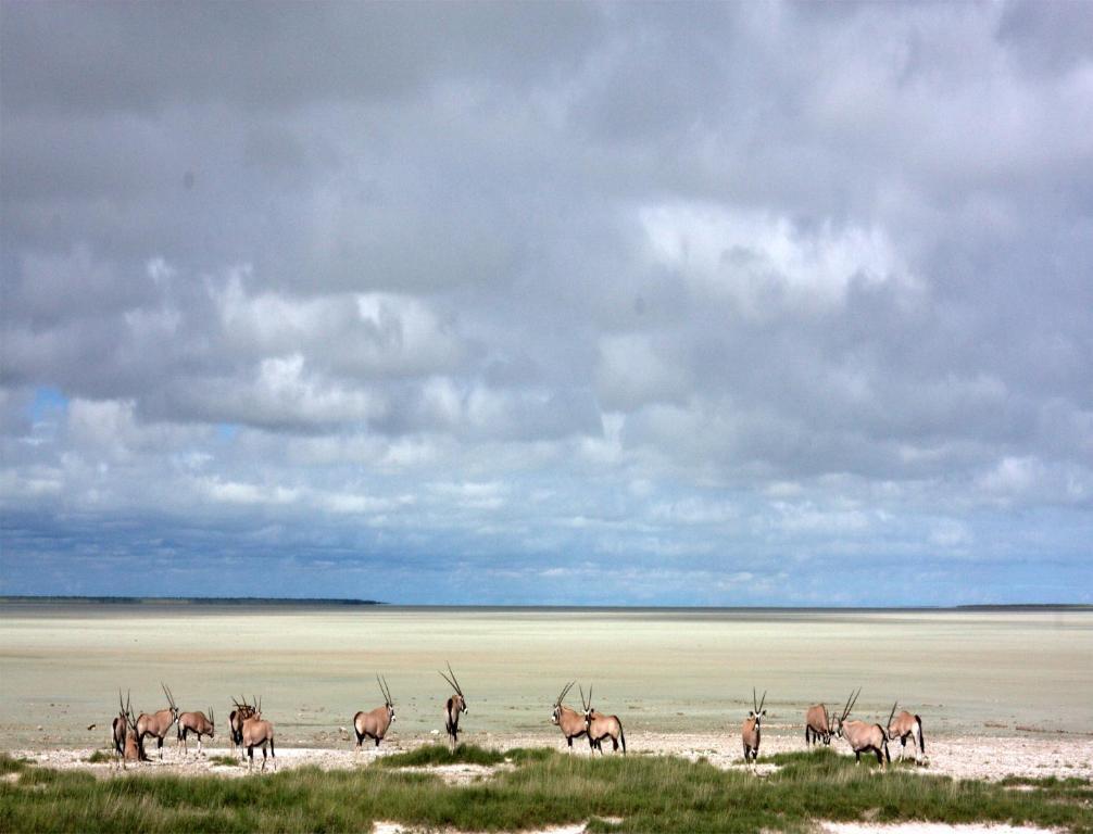 فيلا Mokuti Etosha ناموتوني المظهر الخارجي الصورة