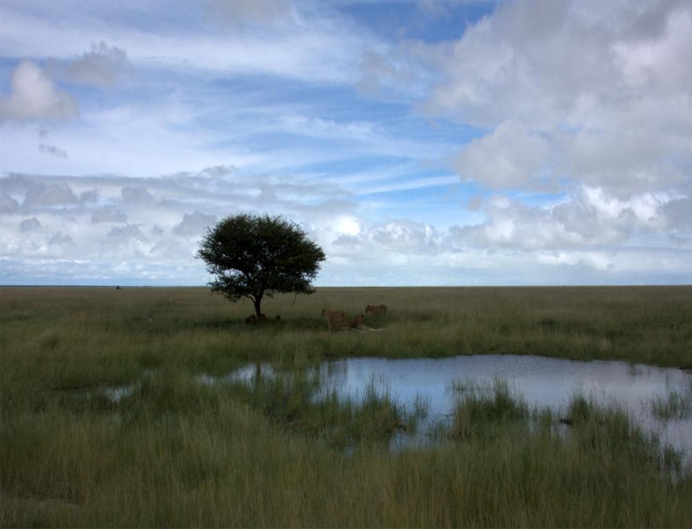 فيلا Mokuti Etosha ناموتوني المظهر الخارجي الصورة